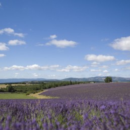 Tra i colori della lavanda e del cielo azzurro